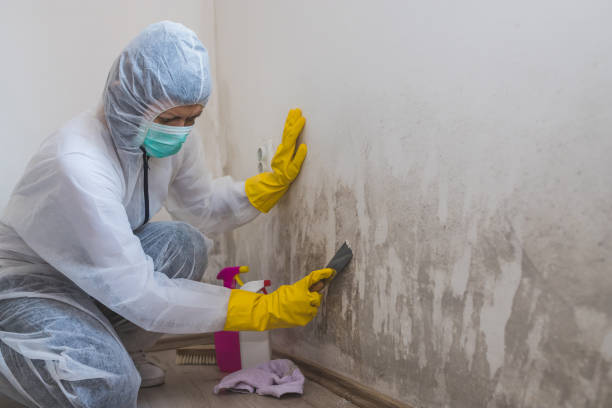 Professional Mold Remediation in Lynchburg, TN